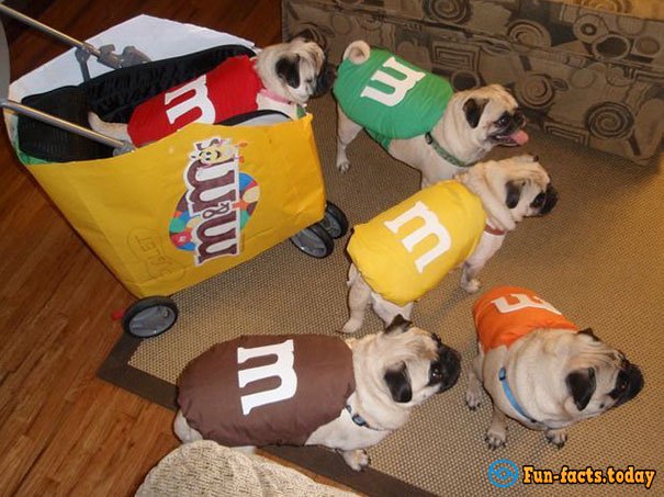 15 Funny Dogs Who Dressed For Halloween Better Than Their Owners