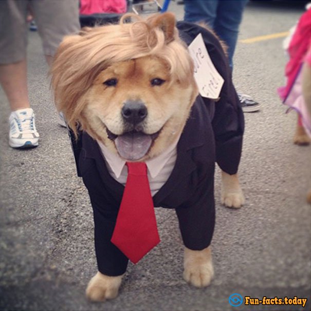 15 Funny Dogs Who Dressed For Halloween Better Than Their Owners