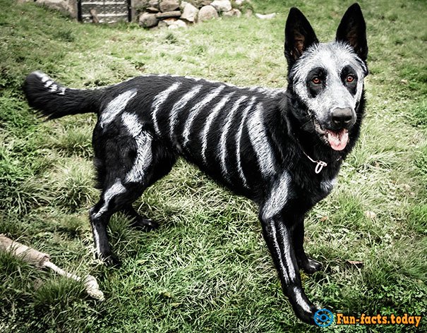 15 Funny Dogs Who Dressed For Halloween Better Than Their Owners