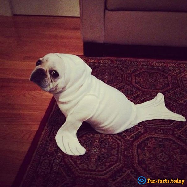 15 Funny Dogs Who Dressed For Halloween Better Than Their Owners