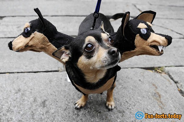 15 Funny Dogs Who Dressed For Halloween Better Than Their Owners