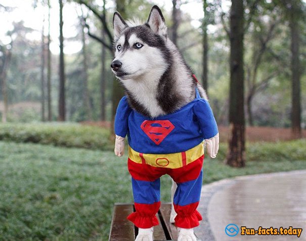 15 Funny Dogs Who Dressed For Halloween Better Than Their Owners