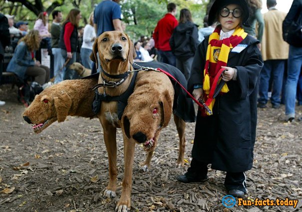15 Funny Dogs Who Dressed For Halloween Better Than Their Owners