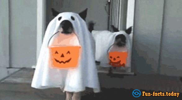 15 Funny Dogs Who Dressed For Halloween Better Than Their Owners