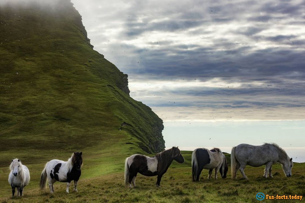 Island of Fairy-Tale Ponies Was Found in Great Britain