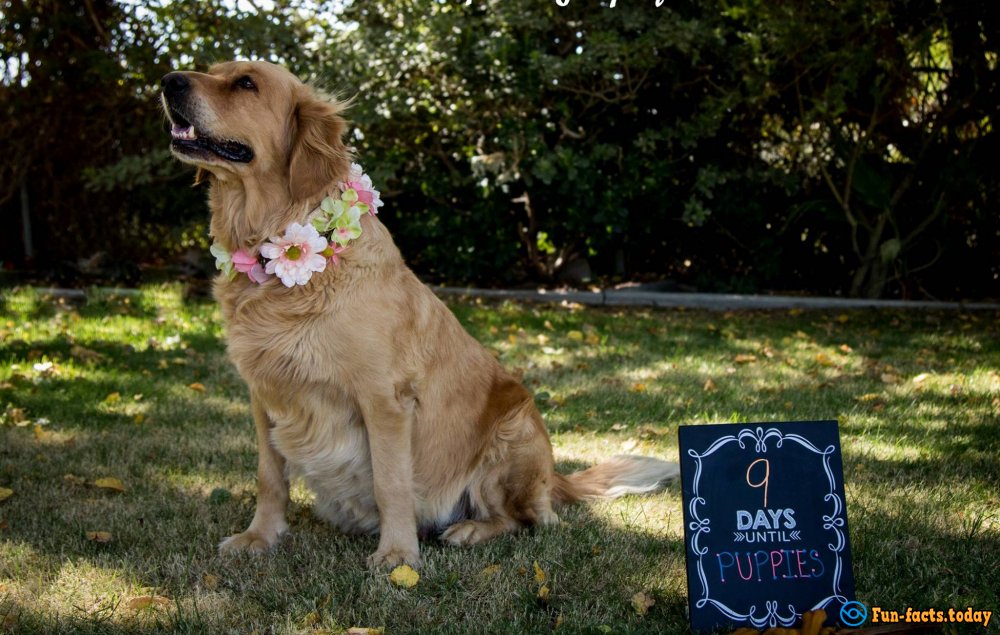 Photo session of Pregnant Dog Conquers Internet