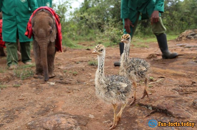 Awesome Friendship:  Ostrich Pretends That He Is An Elephant To Take Care Of Baby Elephants