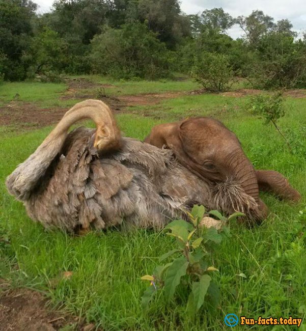 Awesome Friendship:  Ostrich Pretends That He Is An Elephant To Take Care Of Baby Elephants