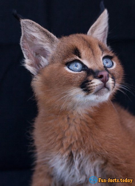 Incredibly Cute Animals: Caracals Conquer The Network