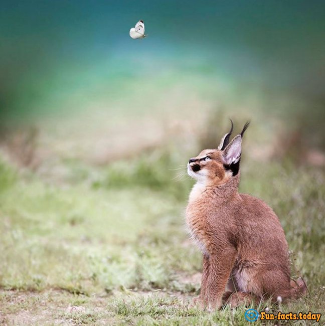 Incredibly Cute Animals: Caracals Conquer The Network
