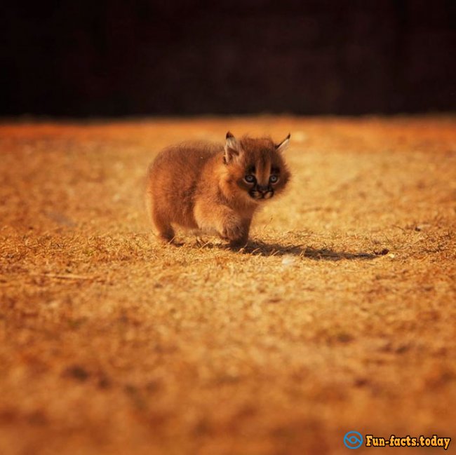 Incredibly Cute Animals: Caracals Conquer The Network