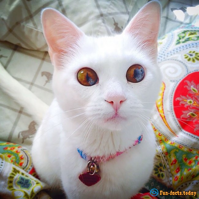 10 Most Beautiful Cats In The World