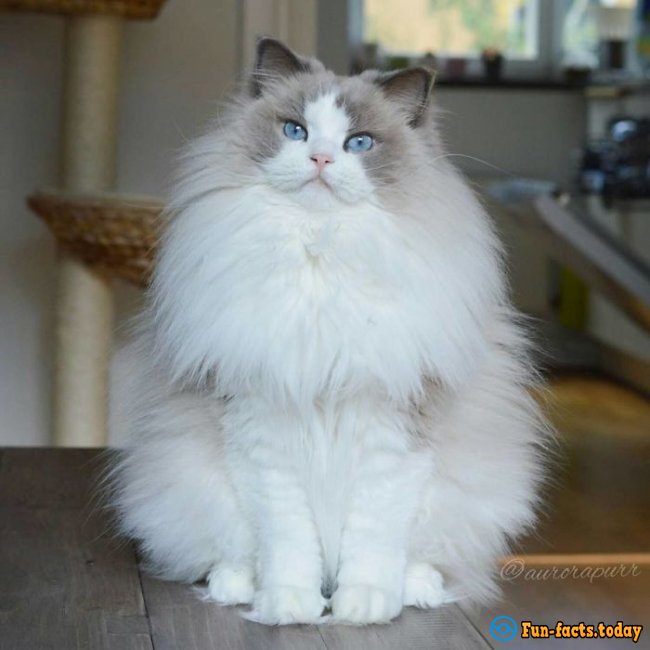 10 Most Beautiful Cats In The World