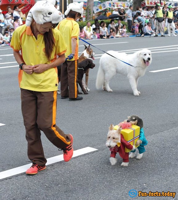 15 Funny Dogs Who Dressed For Halloween Better Than Their Owners
