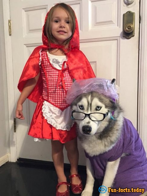 15 Funny Dogs Who Dressed For Halloween Better Than Their Owners