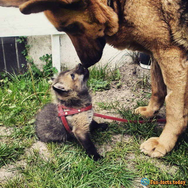 Awesome Friendship of Polish Girl and a Fox