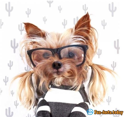 Glamour Queen: Doggie Conquered The Internet With Her Perfect Style