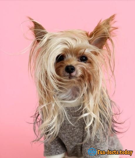 Glamour Queen: Doggie Conquered The Internet With Her Perfect Style