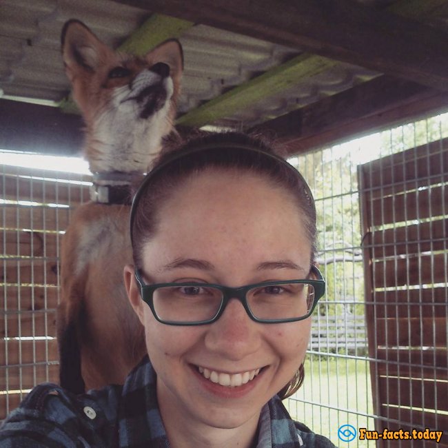 Awesome Friendship of Polish Girl and a Fox