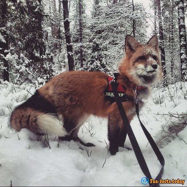 Awesome Friendship of Polish Girl and a Fox