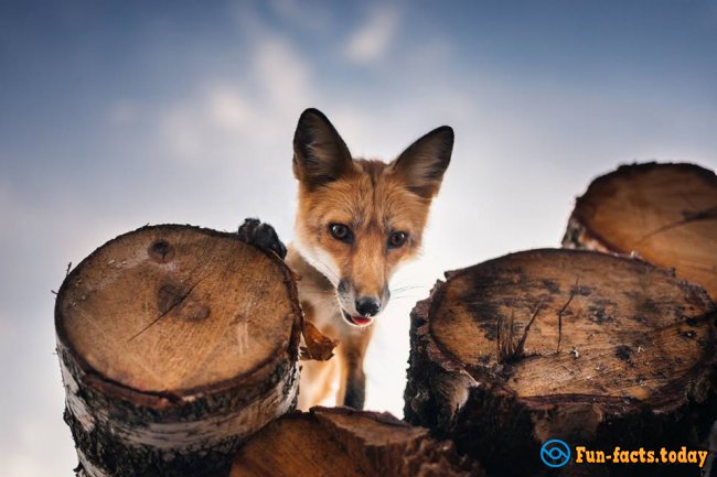 Awesome Friendship of Polish Girl and a Fox