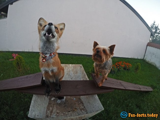 Awesome Friendship of Polish Girl and a Fox