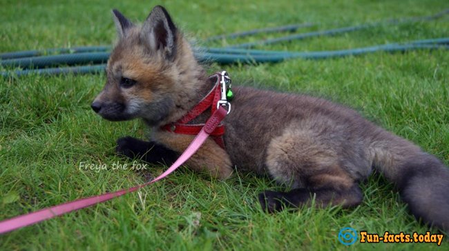 Awesome Friendship of Polish Girl and a Fox