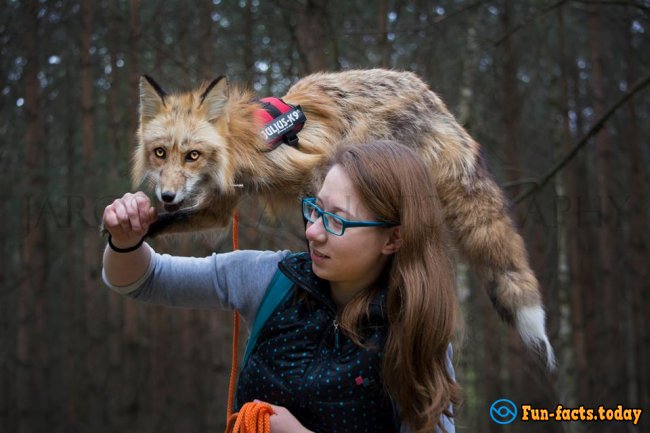 Awesome Friendship of Polish Girl and a Fox