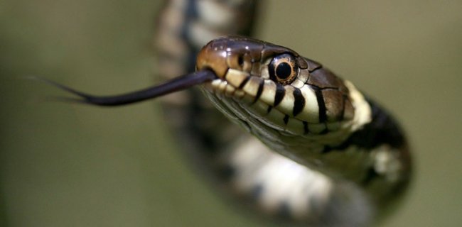 30 Facts About Snakes That Will Rattle Your Mind