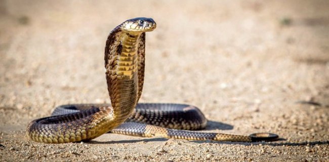 30 Facts About Snakes That Will Rattle Your Mind