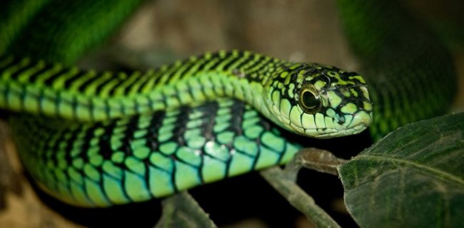 30 Facts About Snakes That Will Rattle Your Mind