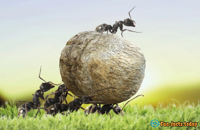 Stunning Facts About Ants