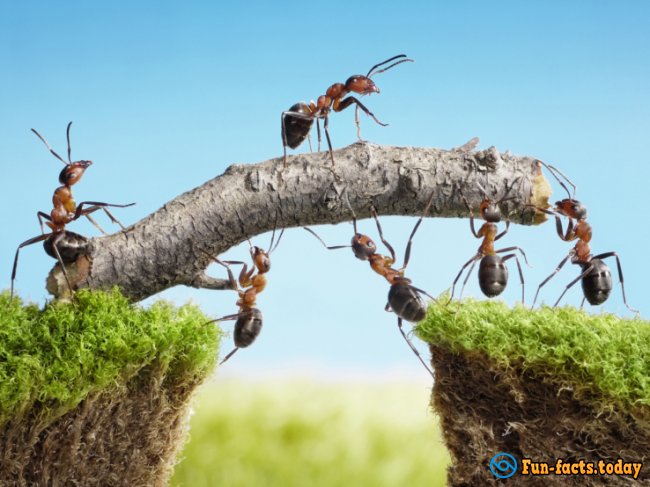 Stunning Facts About Ants