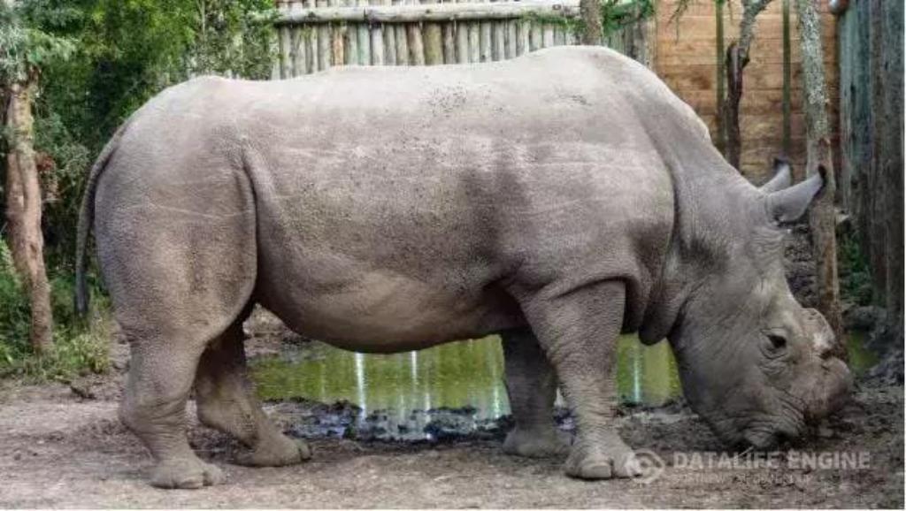 white rhinoceros have been introduced into texas