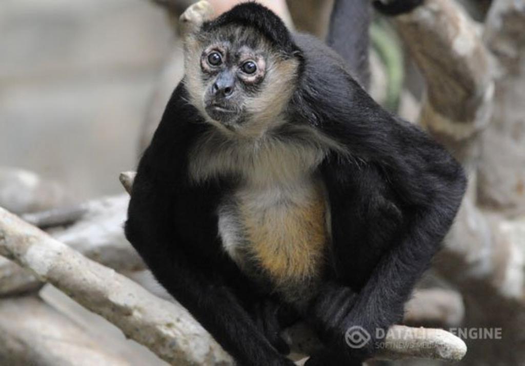 30 Facts about Monkeys