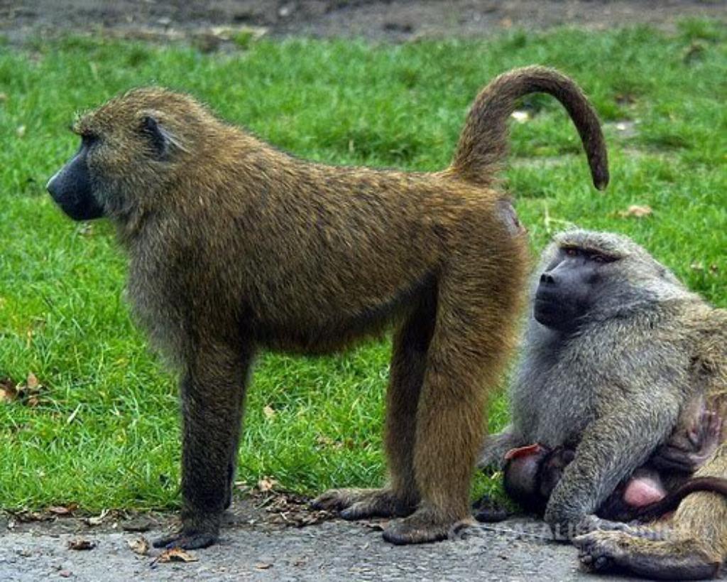 30 Facts about Monkeys