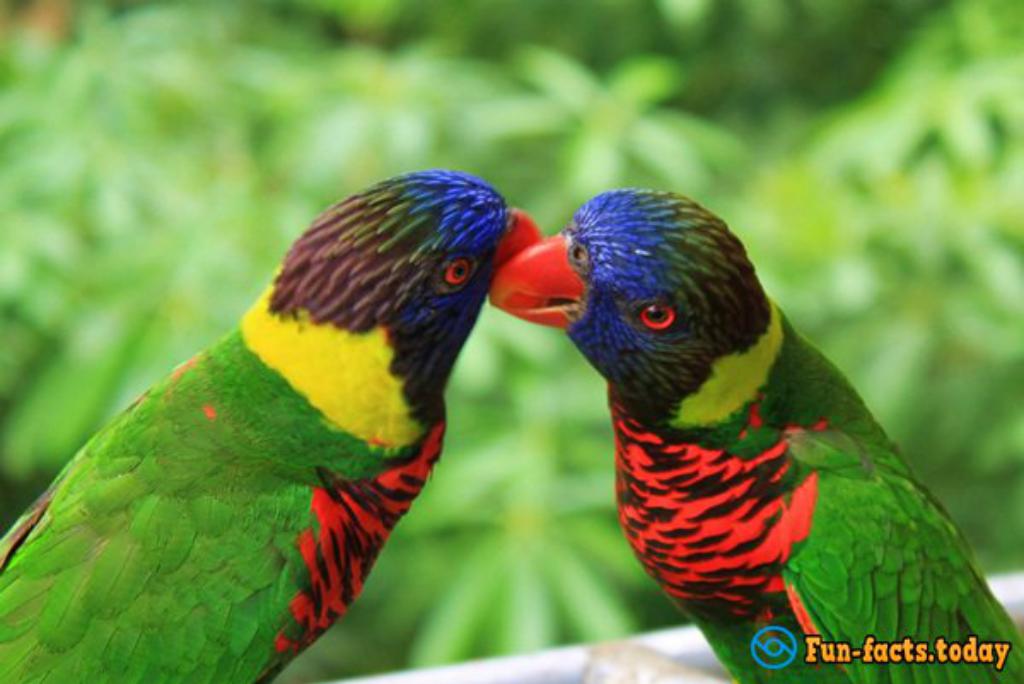 30 Fascinating Facts about Parrots