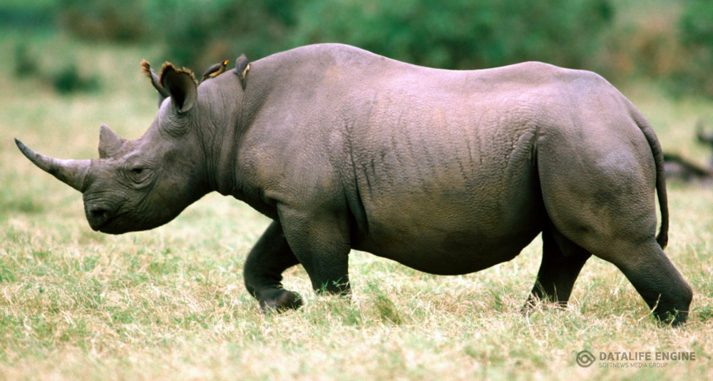 20 Interesting Facts About Rhinoceros