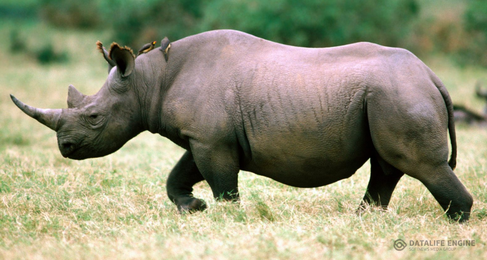 a picture of a rhinoceros