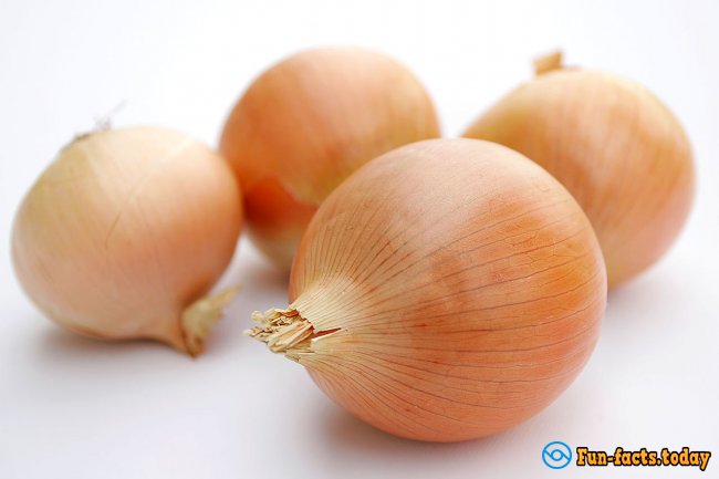 INTERESTING FACTS ABOUT ONIONS