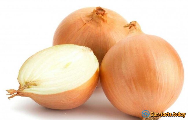 INTERESTING FACTS ABOUT ONIONS