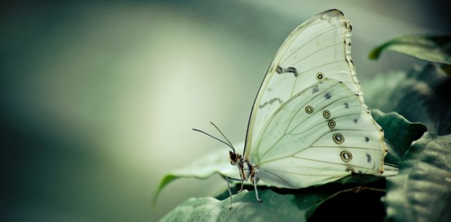 30 Beautiful Facts About Butterflies